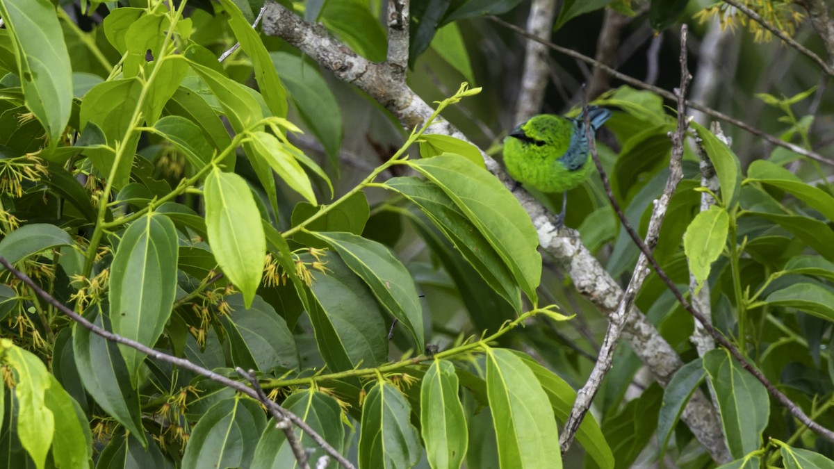 Dotted Tanager - ML639045407