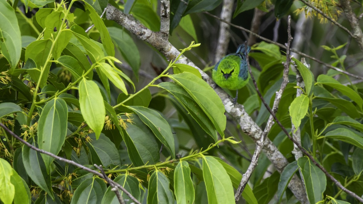 Dotted Tanager - ML639045408