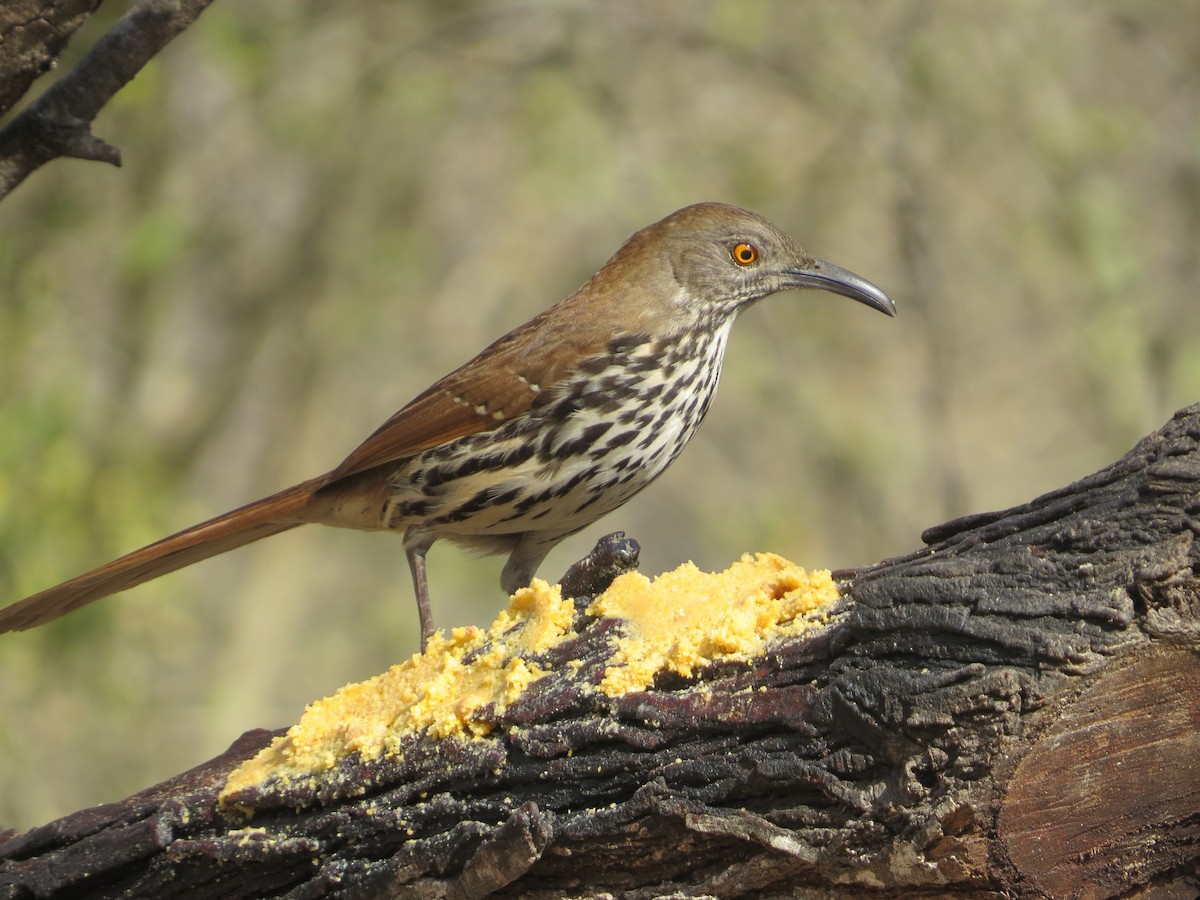 Long-billed Thrasher - ML639045416