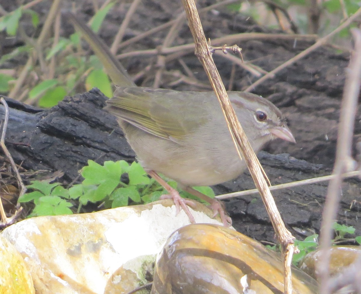 Olive Sparrow - ML639045440
