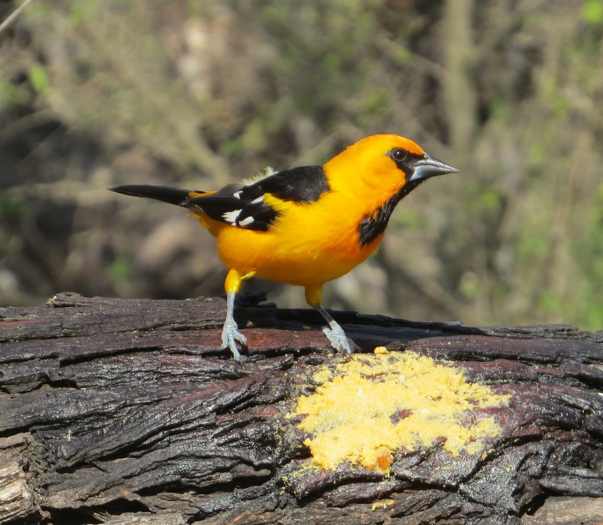 Altamira Oriole - ML639045456