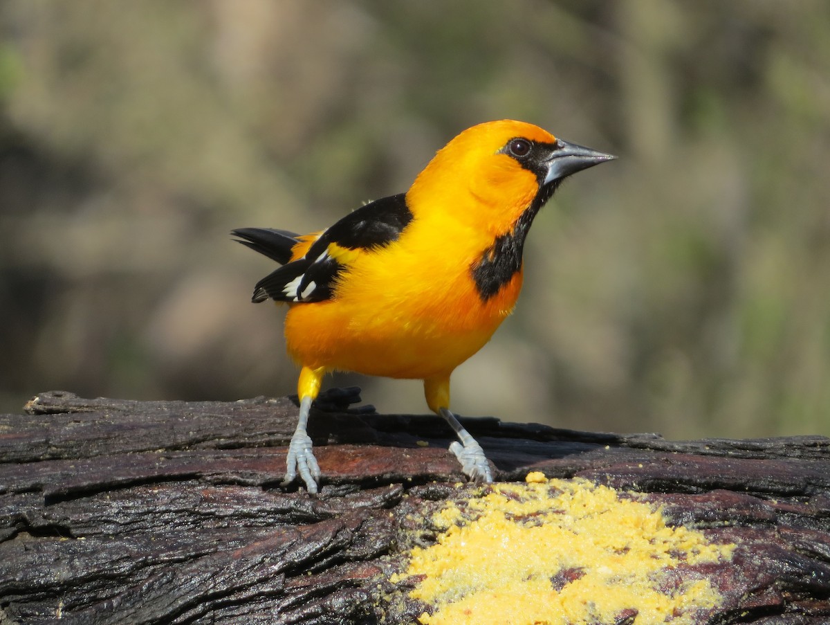 Altamira Oriole - ML639045459