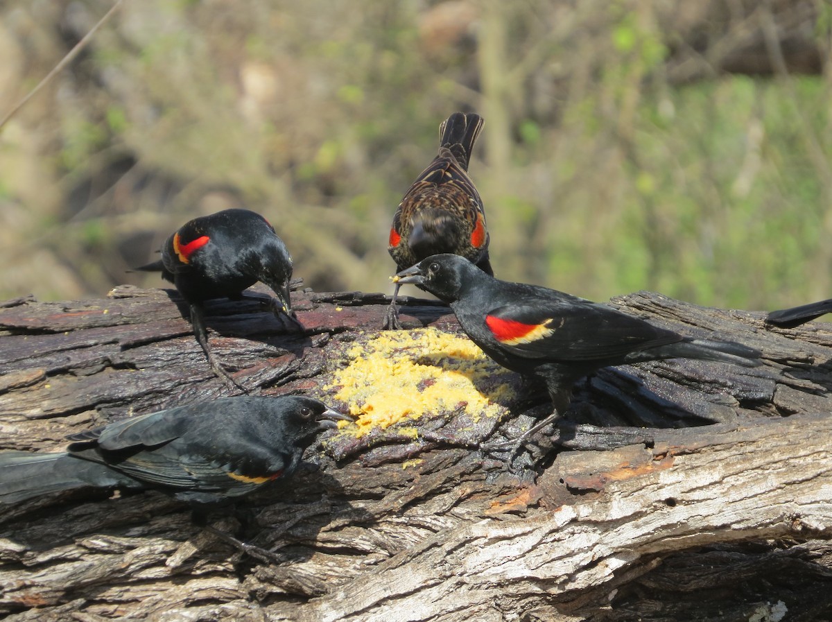 Red-winged Blackbird - ML639045466