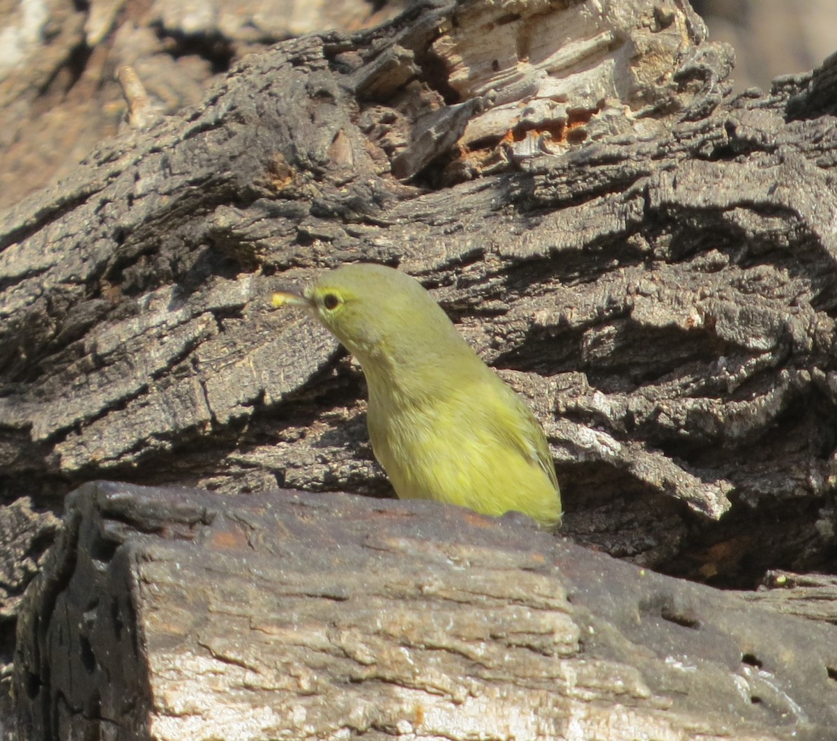 Orange-crowned Warbler - ML639045469