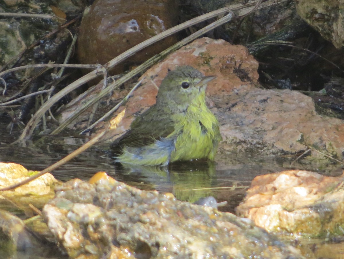 Orange-crowned Warbler - ML639045470