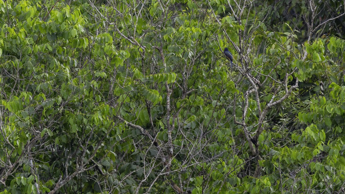 Guyana Trogonu - ML639045476