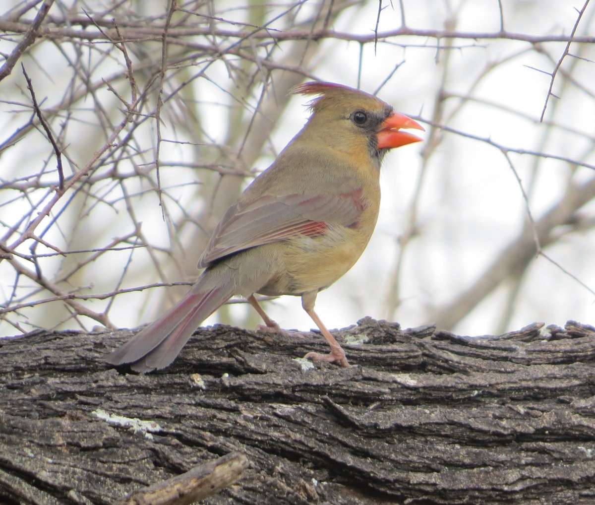 Northern Cardinal - ML639045479