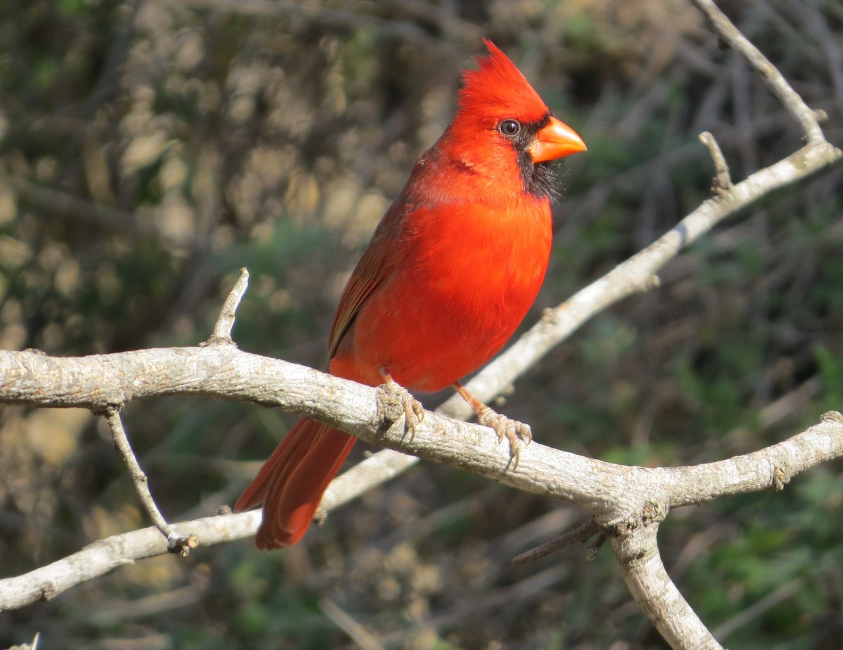 Northern Cardinal - ML639045481