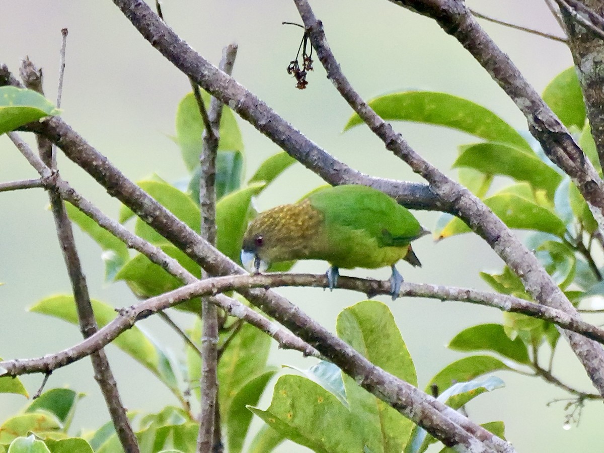 Modest Tiger-Parrot - ML639045489