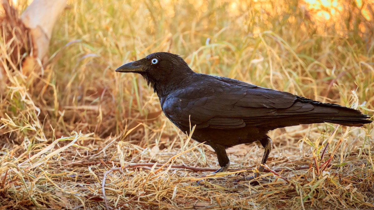 Torresian Crow - ML639045490