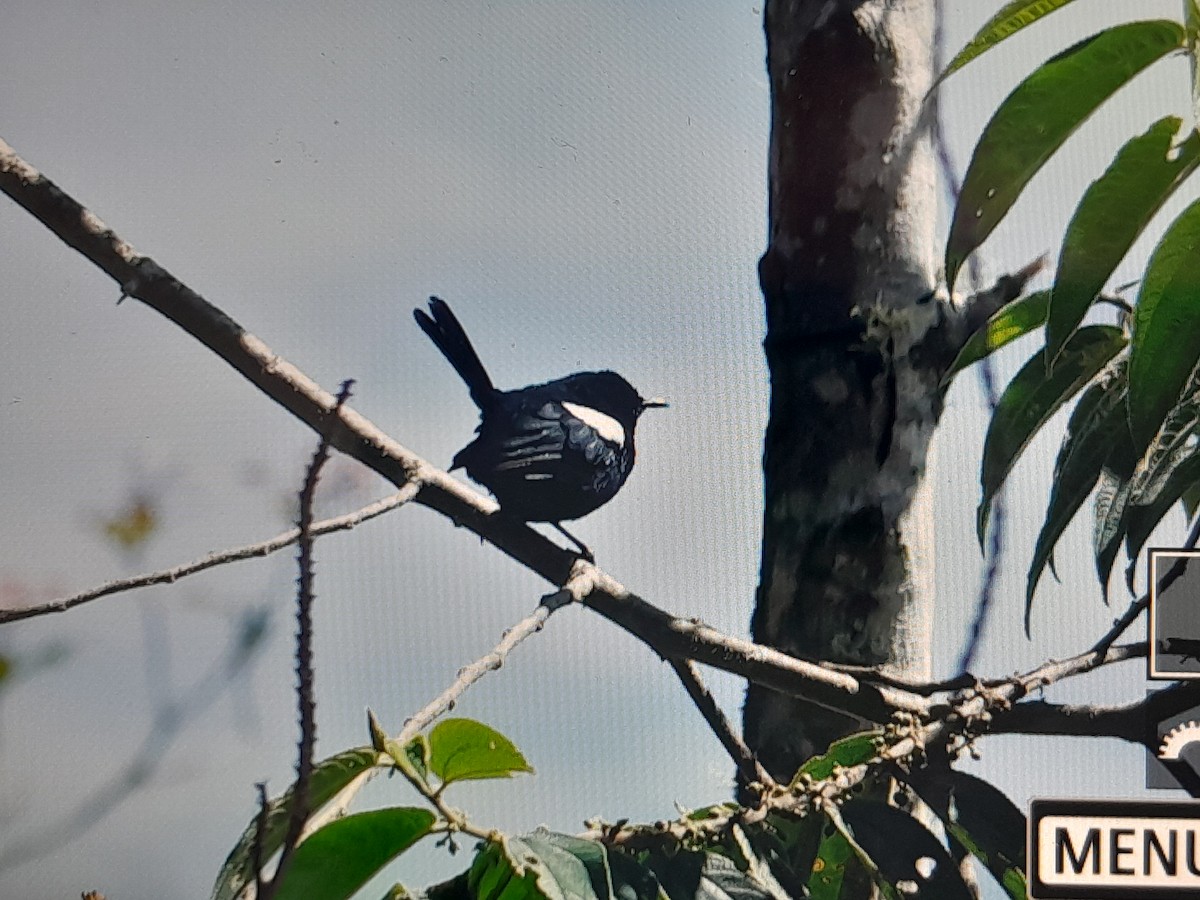 White-shouldered Fairywren - ML639045587
