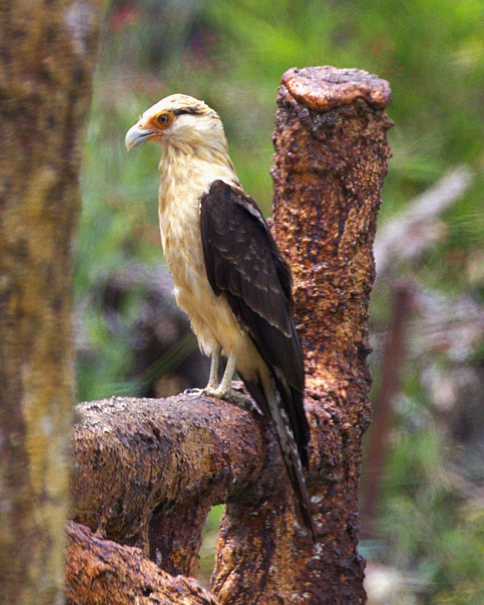 Yellow-headed Caracara - ML639045685