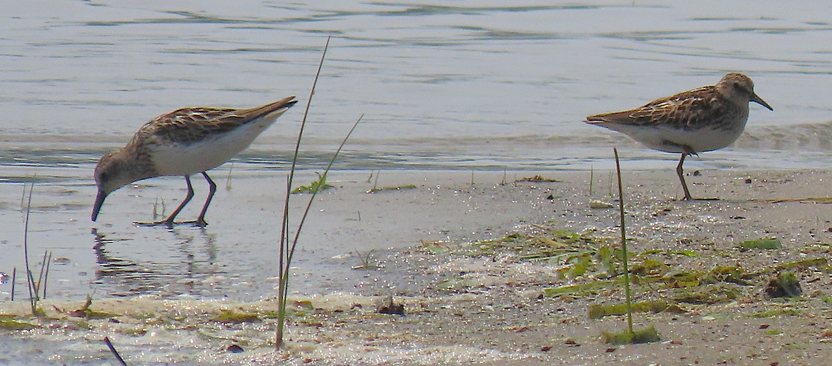 Least Sandpiper - ML639045702