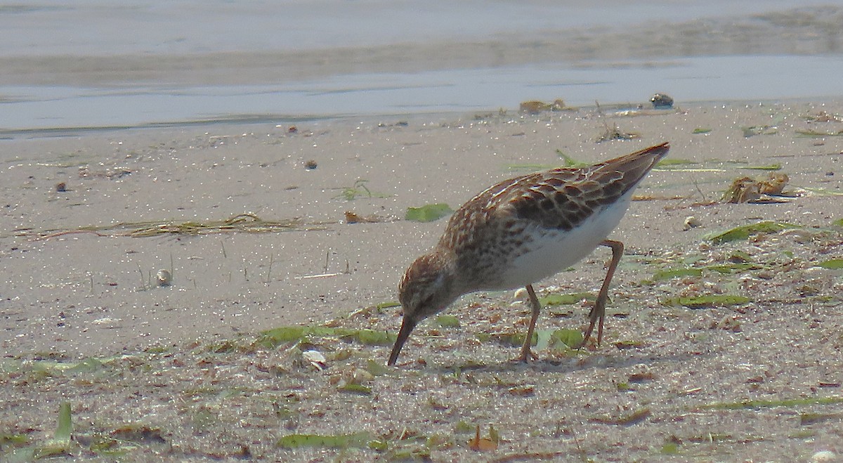 Least Sandpiper - ML639045703