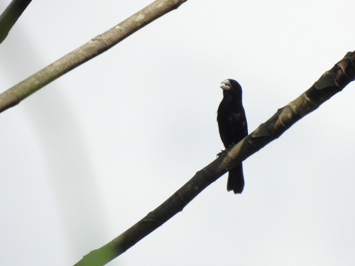 Large-billed Seed-Finch - ML639045707