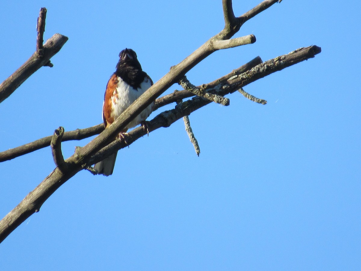 Eastern Towhee - ML639045769