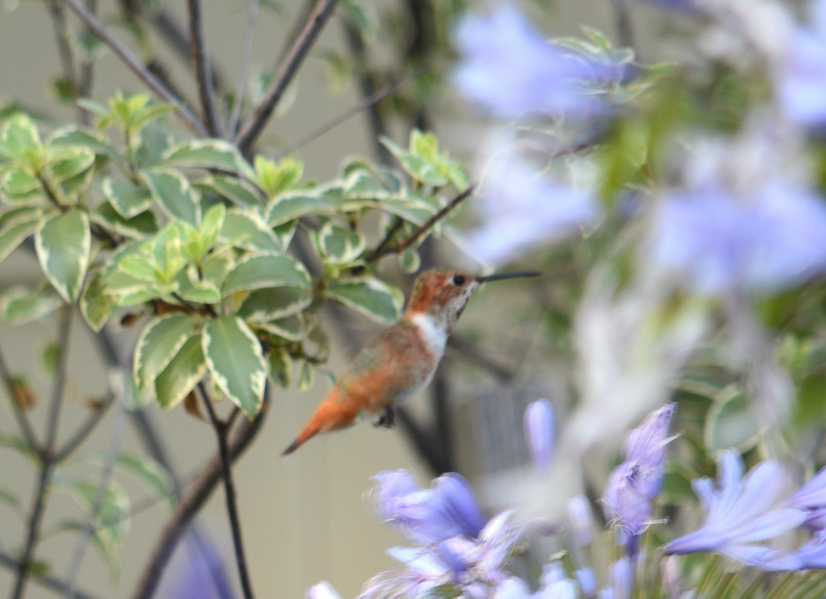 kalypta Allenova - ML639045811