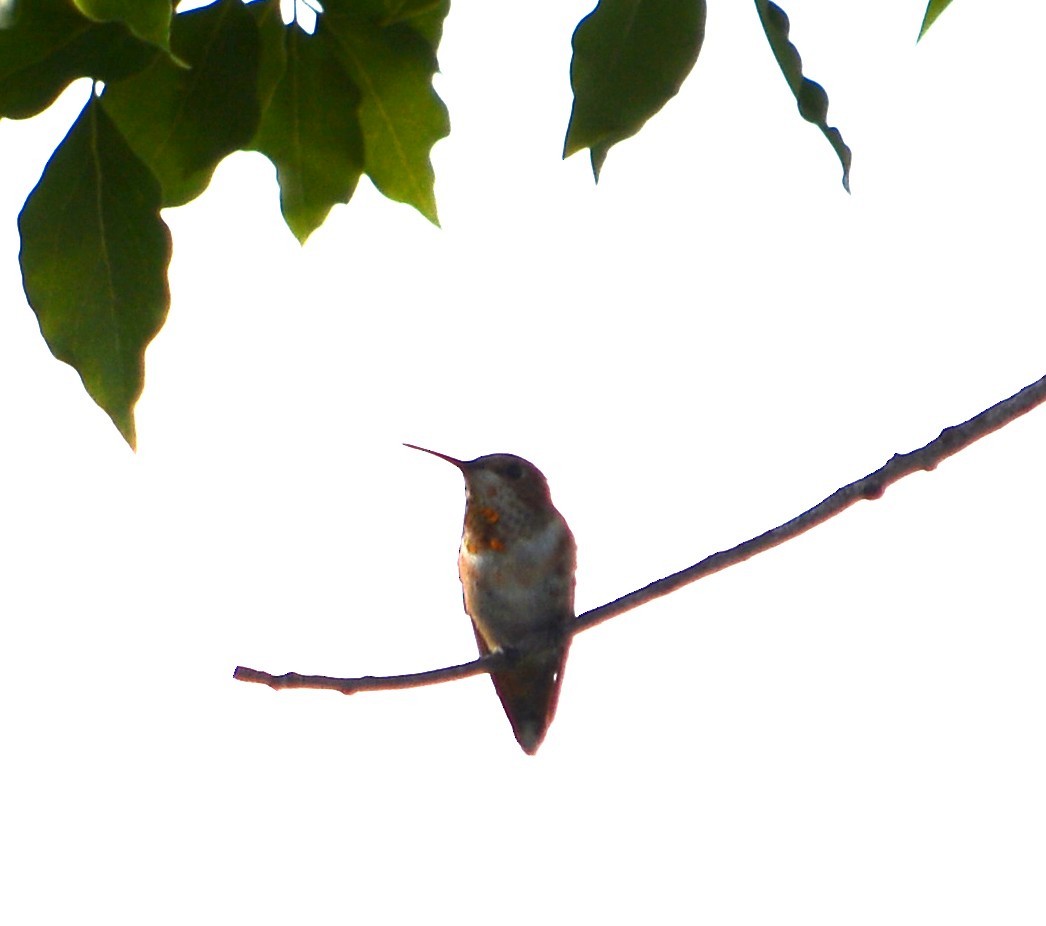 kalypta Allenova - ML639045814