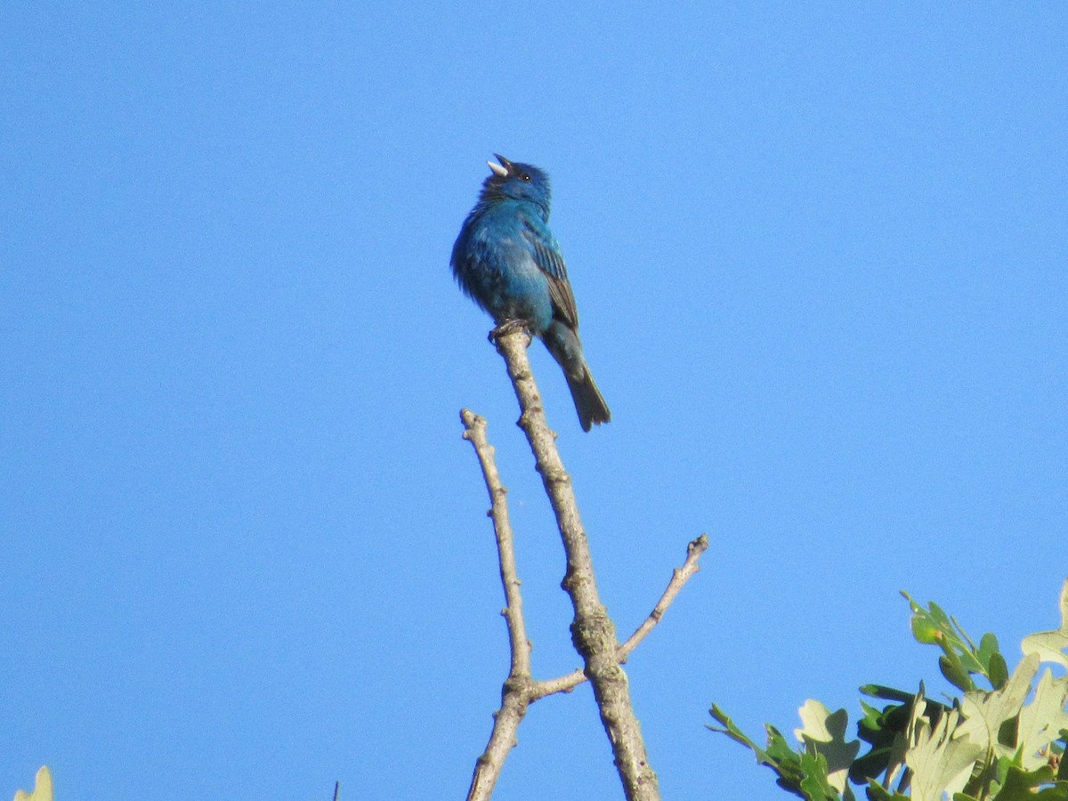Indigo Bunting - ML639045822