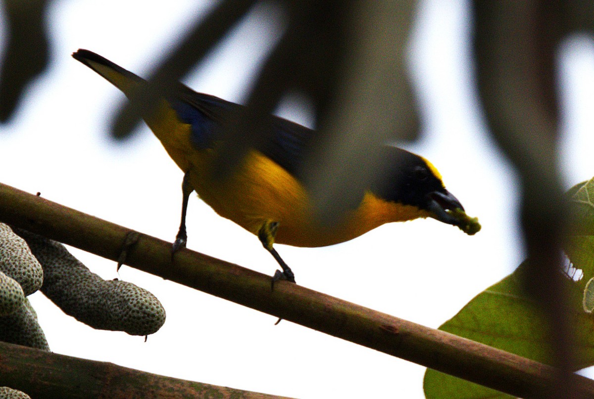 Yellow-crowned Euphonia - ML639045848
