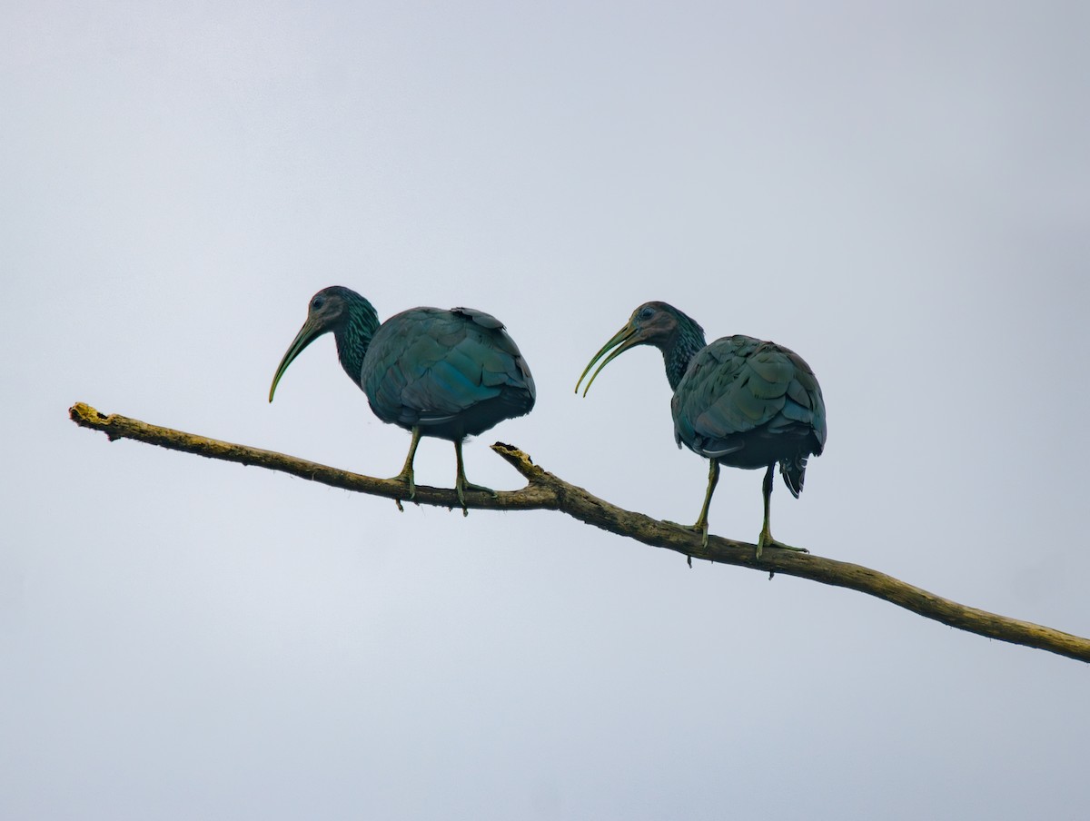 Green Ibis - ML639045913