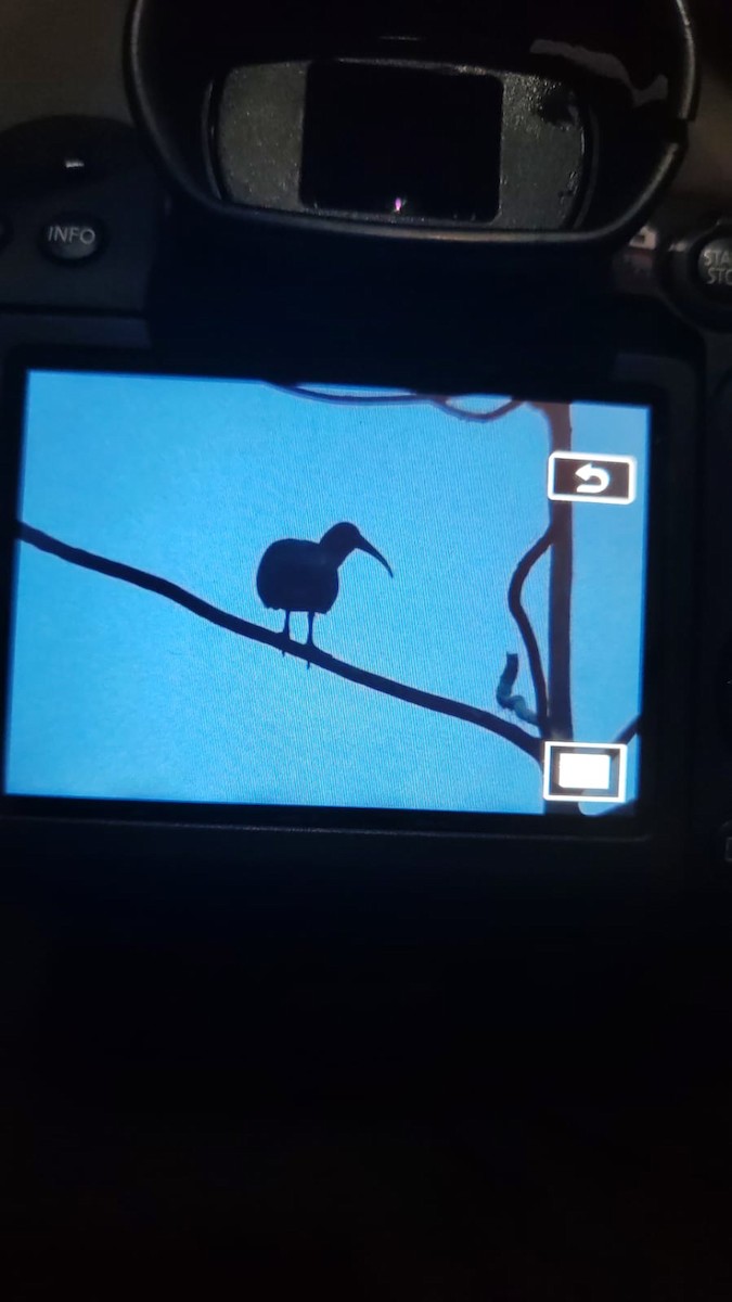 Green Ibis - ML639045927