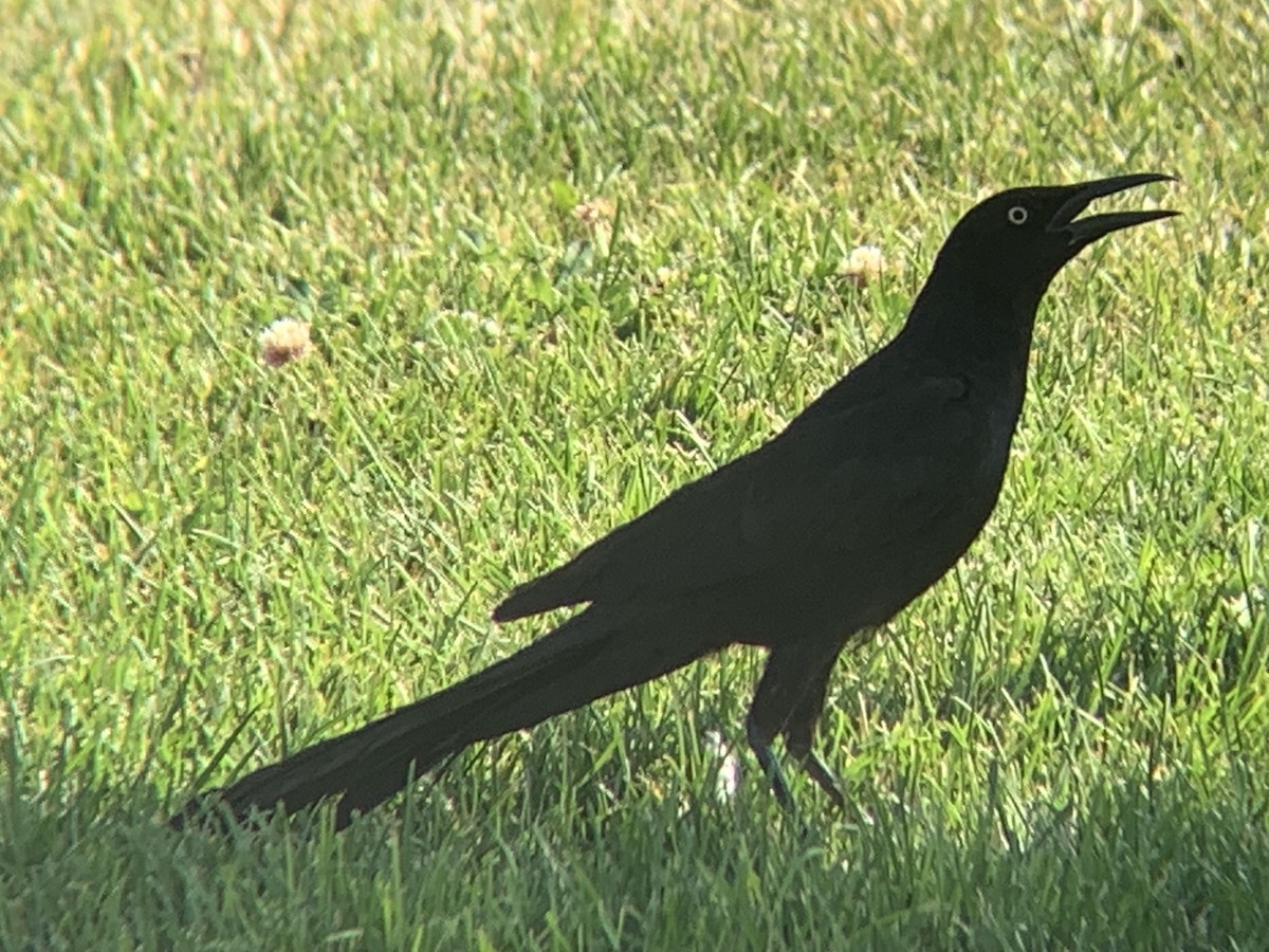 オナガクロムクドリモドキ - ML639045941