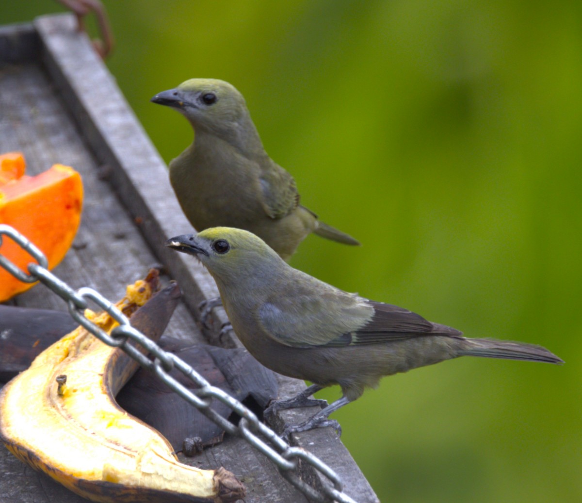 Palm Tanager - ML639045950