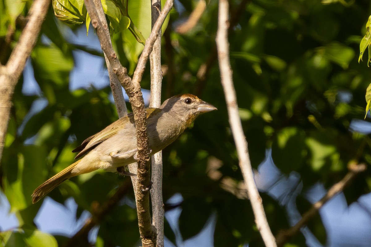 Rose-throated Tanager - ML639045953
