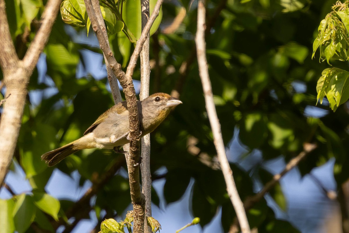 Rose-throated Tanager - ML639045954