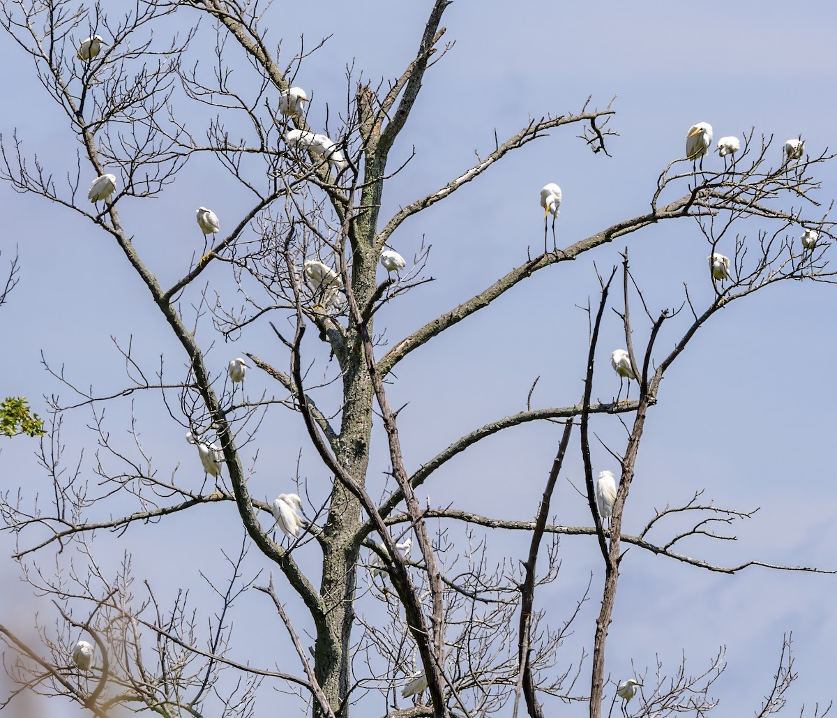 Snowy Egret - ML639045978
