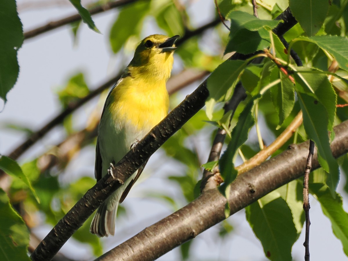 Yellow-throated Vireo - ML639046000