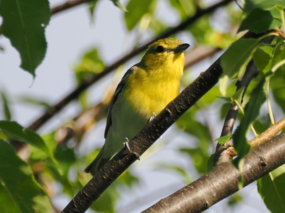 Yellow-throated Vireo - ML639046002