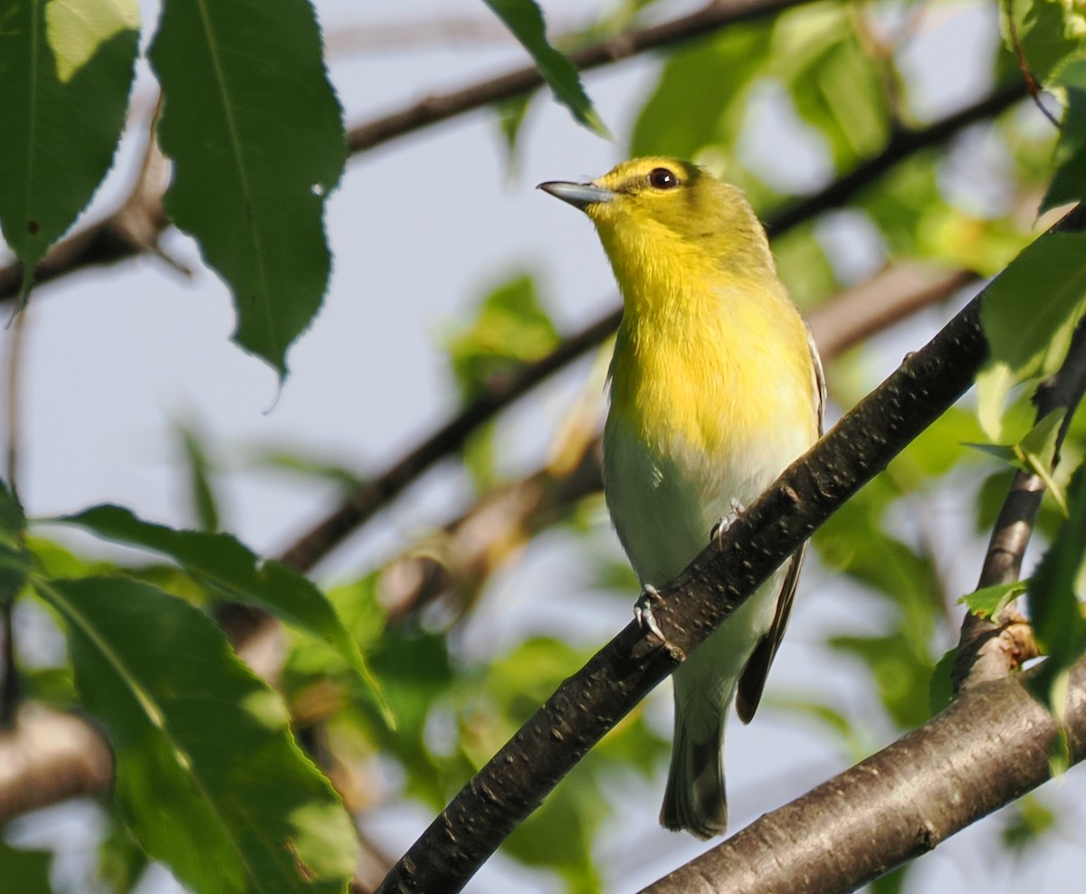 Yellow-throated Vireo - ML639046009