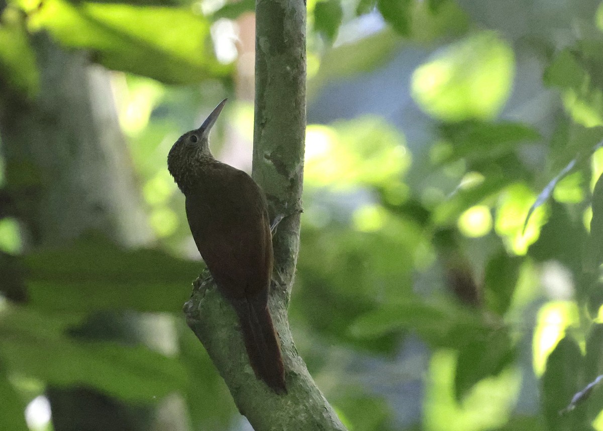Elegant Woodcreeper - ML639046012