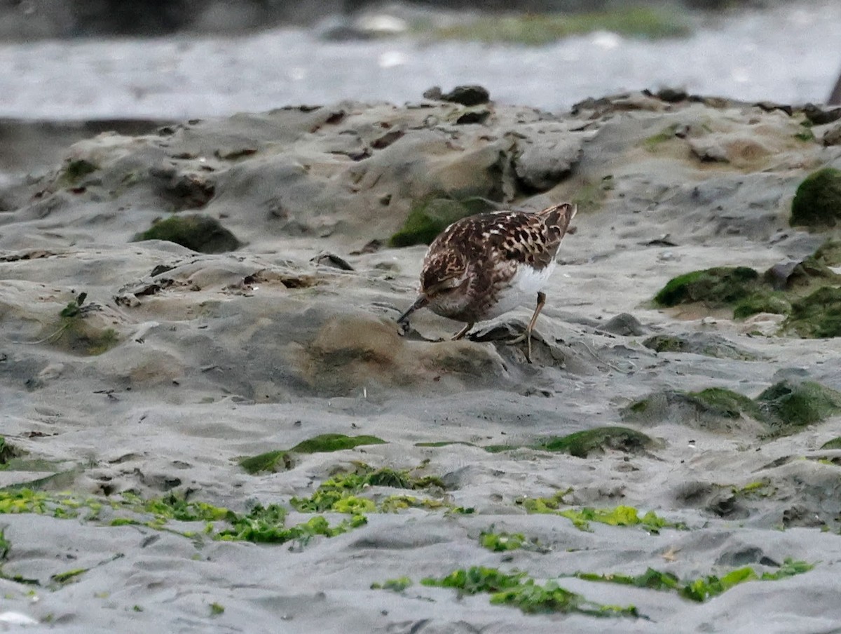 Least Sandpiper - ML639046013