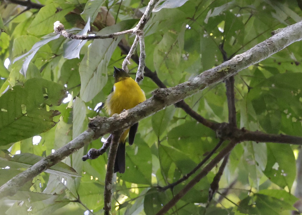 White-winged Shrike-Tanager - ML639046042