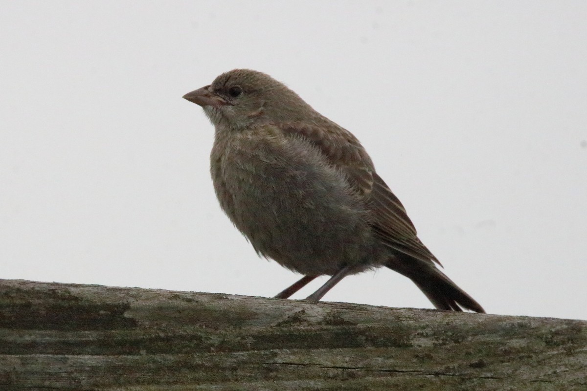 Brown-headed Cowbird - ML639046052