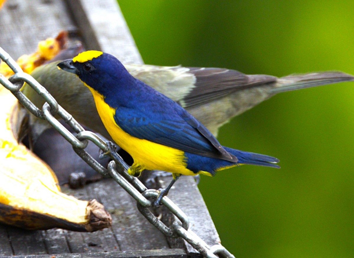 Yellow-crowned Euphonia - ML639046061