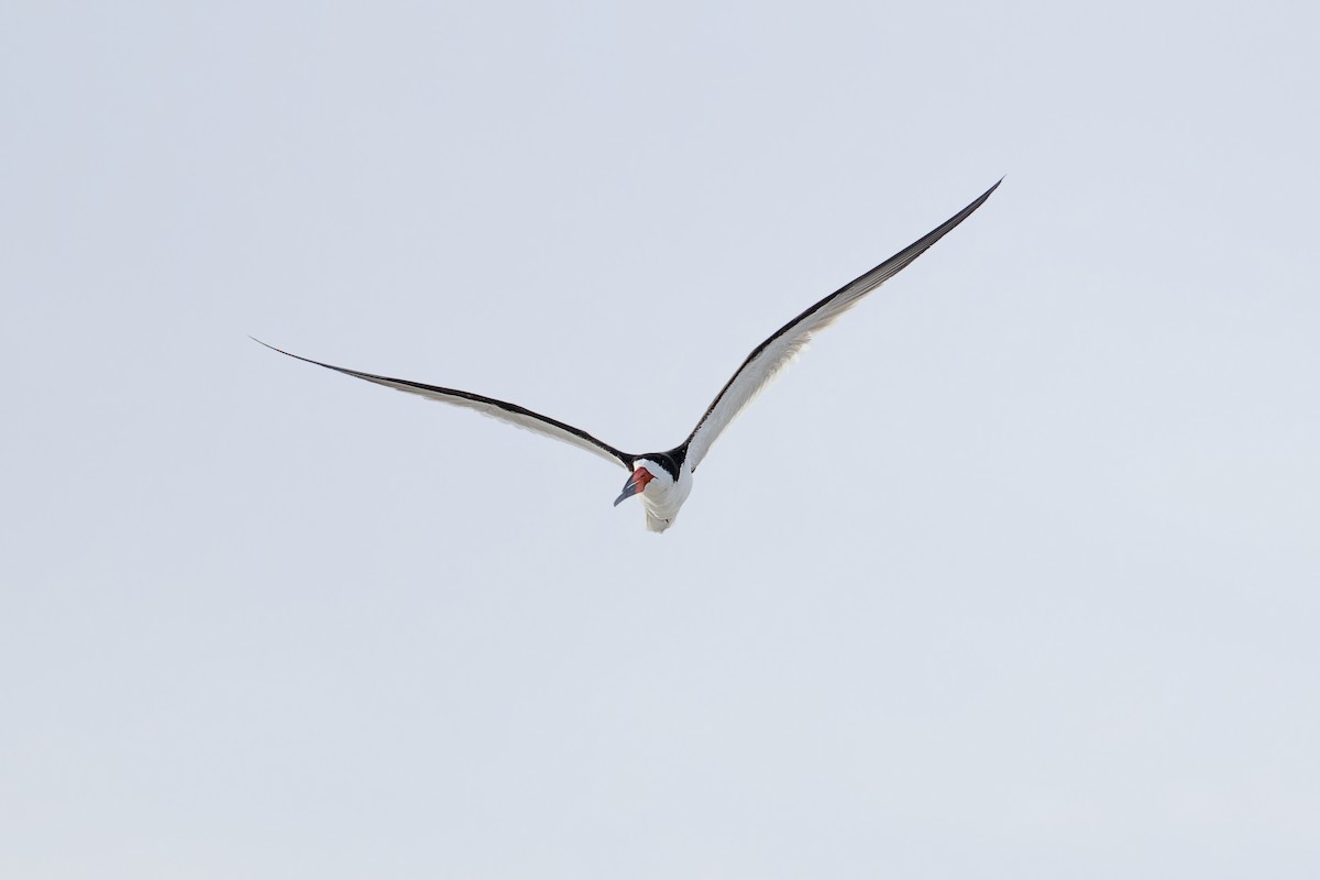 Black Skimmer - ML639046062