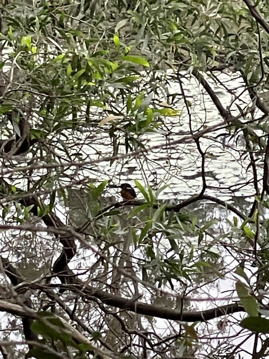 Azure Kingfisher - ML639046065