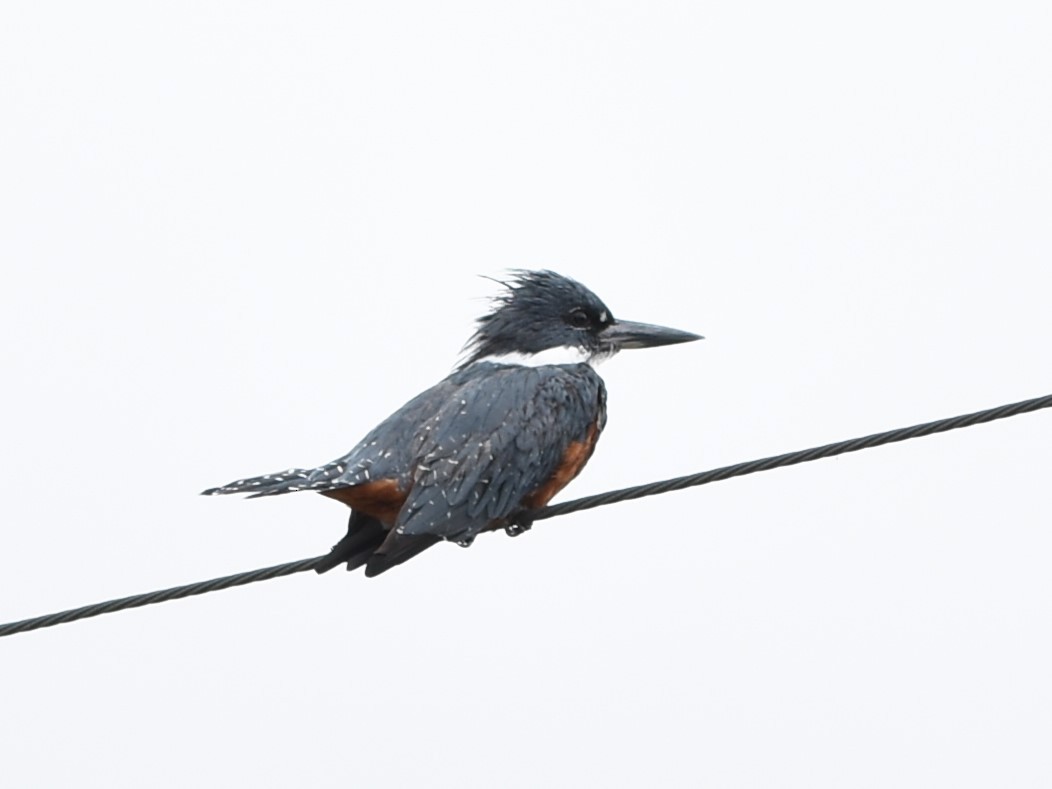 Ringed Kingfisher - ML639046127