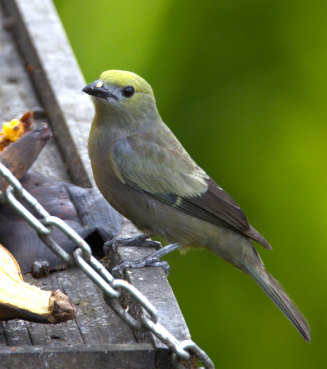 Palm Tanager - ML639046130