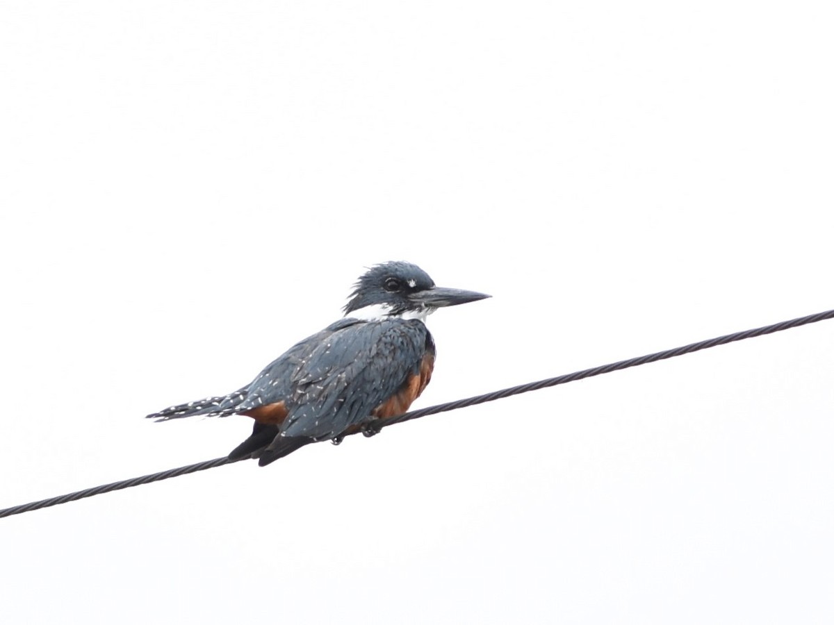 Ringed Kingfisher - ML639046143