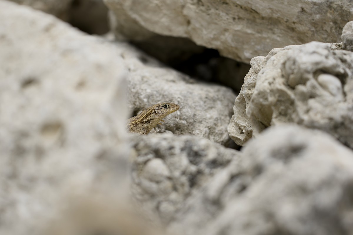 Northern Curly-tailed Lizard - ML639046162