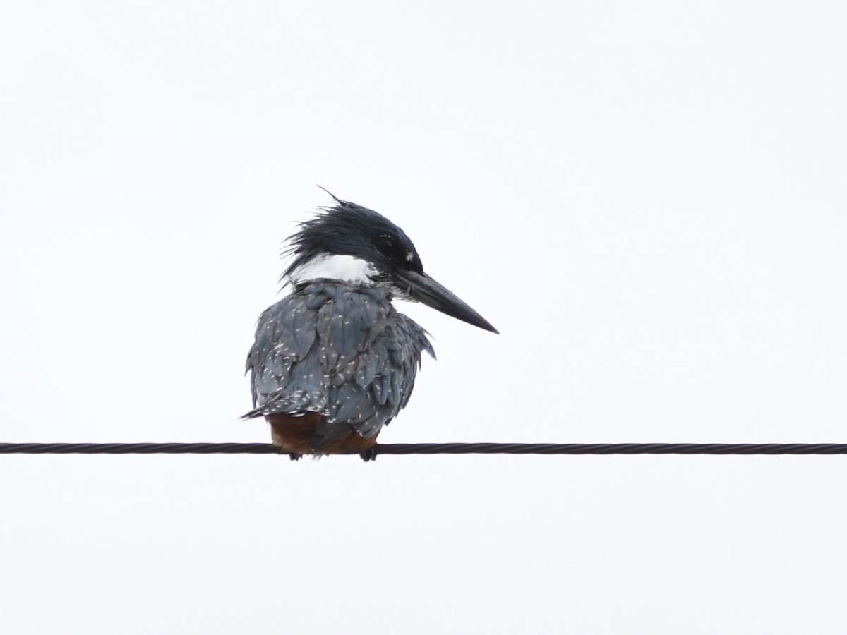 Ringed Kingfisher - ML639046166