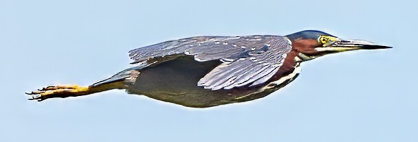 Green Heron - ML639046203