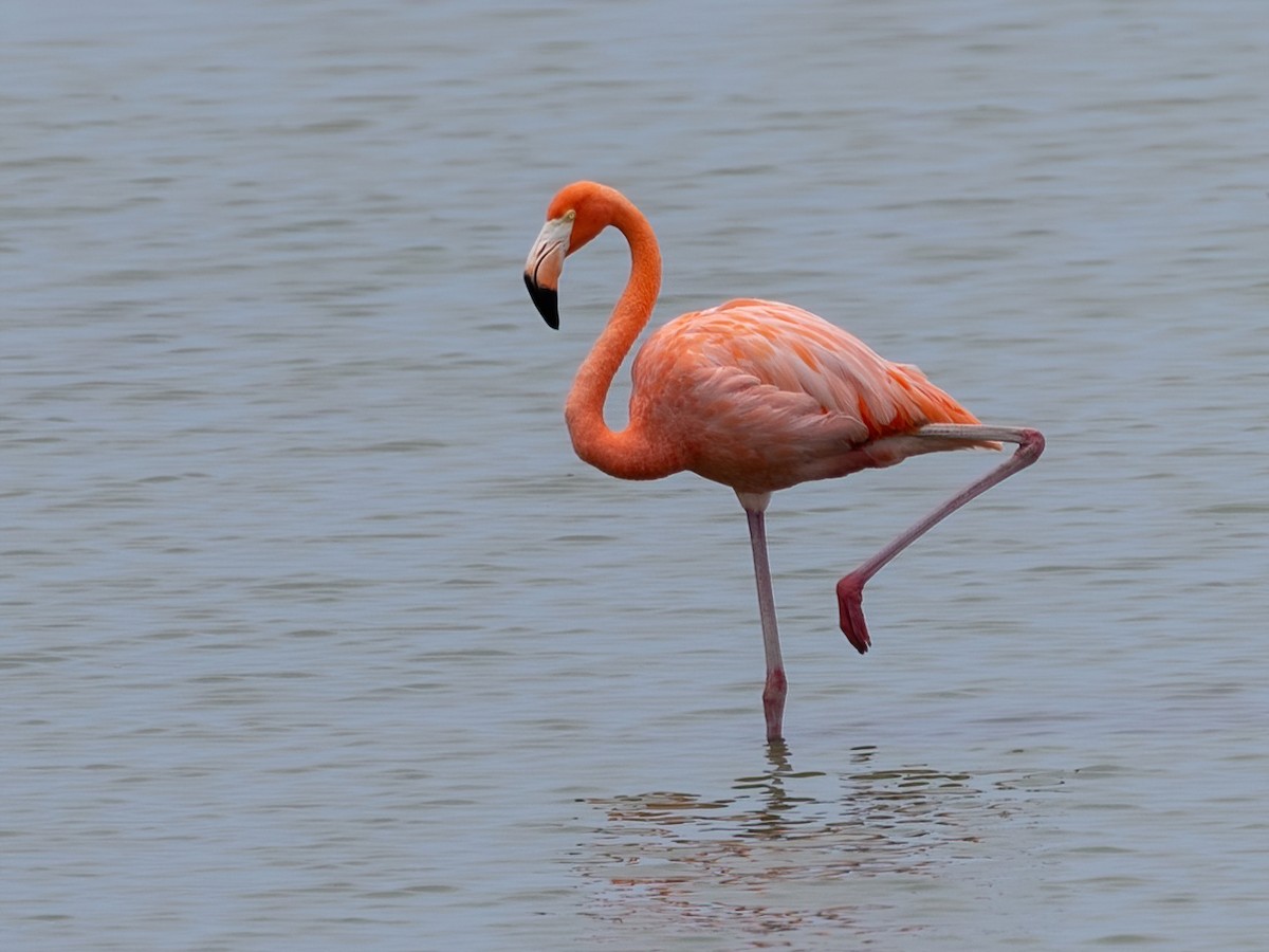 American Flamingo - ML639046204