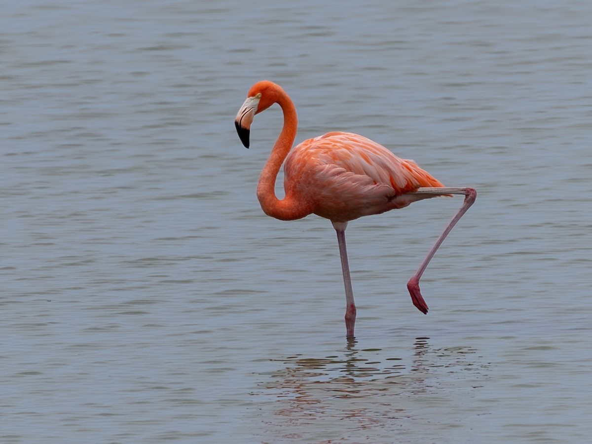 American Flamingo - ML639046205