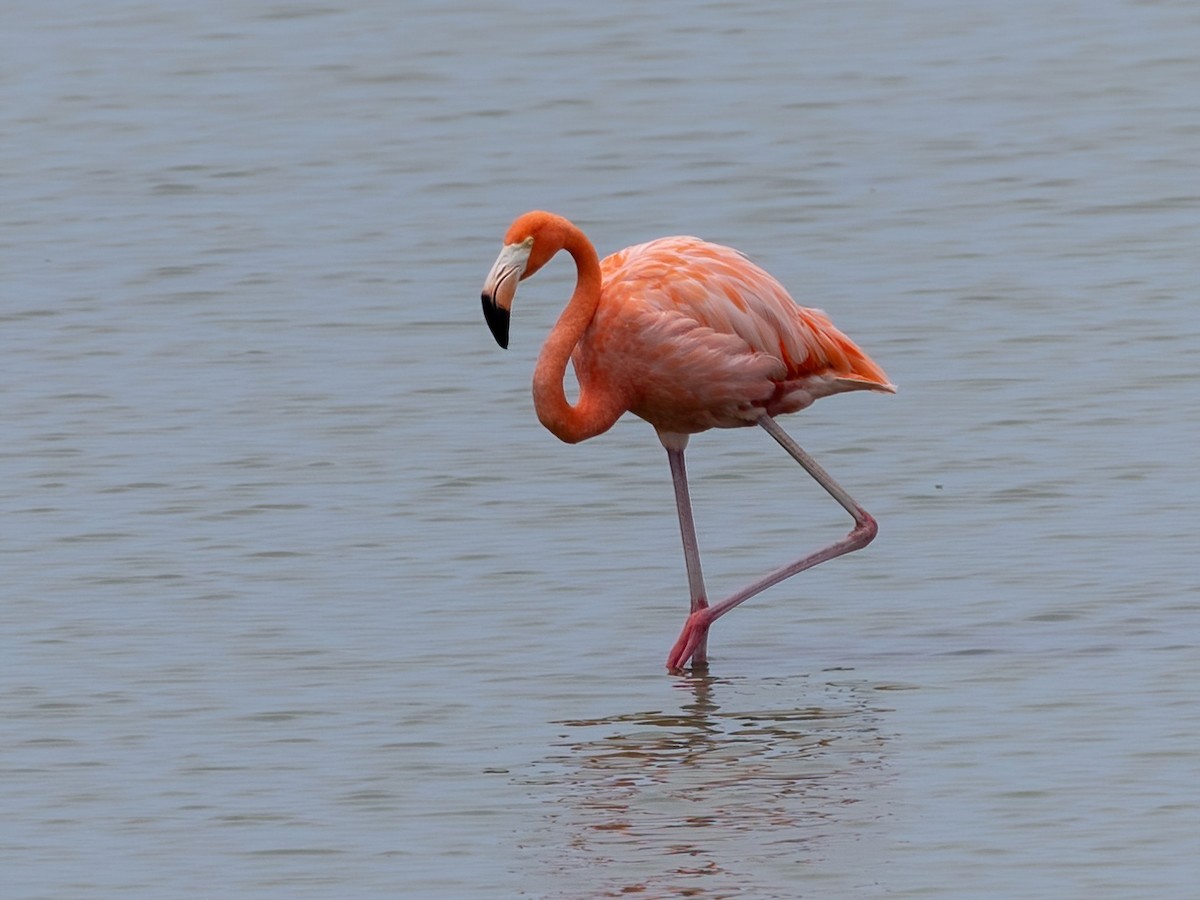 American Flamingo - ML639046207